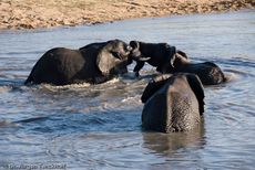 Afrikanischer Elefant (68 von 131).jpg